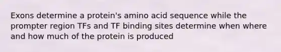 Exons determine a protein's amino acid sequence while the prompter region TFs and TF binding sites determine when where and how much of the protein is produced