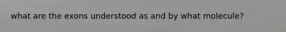 what are the exons understood as and by what molecule?