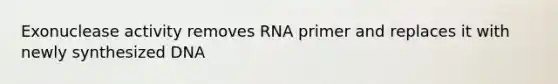 Exonuclease activity removes RNA primer and replaces it with newly synthesized DNA