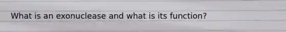 What is an exonuclease and what is its function?