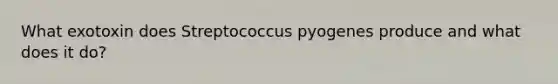 What exotoxin does Streptococcus pyogenes produce and what does it do?