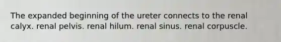 The expanded beginning of the ureter connects to the renal calyx. renal pelvis. renal hilum. renal sinus. renal corpuscle.