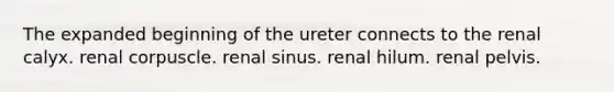 The expanded beginning of the ureter connects to the renal calyx. renal corpuscle. renal sinus. renal hilum. renal pelvis.