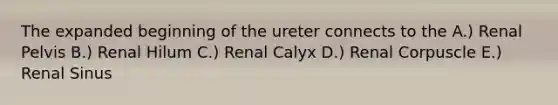 The expanded beginning of the ureter connects to the A.) Renal Pelvis B.) Renal Hilum C.) Renal Calyx D.) Renal Corpuscle E.) Renal Sinus