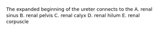 The expanded beginning of the ureter connects to the A. renal sinus B. renal pelvis C. renal calyx D. renal hilum E. renal corpuscle