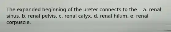 The expanded beginning of the ureter connects to the... a. renal sinus. b. renal pelvis. c. renal calyx. d. renal hilum. e. renal corpuscle.