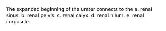 The expanded beginning of the ureter connects to the a. renal sinus. b. renal pelvis. c. renal calyx. d. renal hilum. e. renal corpuscle.