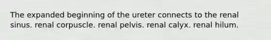 The expanded beginning of the ureter connects to the renal sinus. renal corpuscle. renal pelvis. renal calyx. renal hilum.