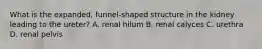 What is the expanded, funnel-shaped structure in the kidney leading to the ureter? A. renal hilum B. renal calyces C. urethra D. renal pelvis