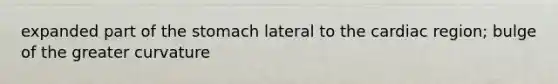 expanded part of <a href='https://www.questionai.com/knowledge/kLccSGjkt8-the-stomach' class='anchor-knowledge'>the stomach</a> lateral to the cardiac region; bulge of the greater curvature