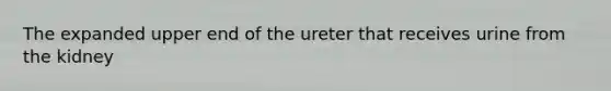 The expanded upper end of the ureter that receives urine from the kidney