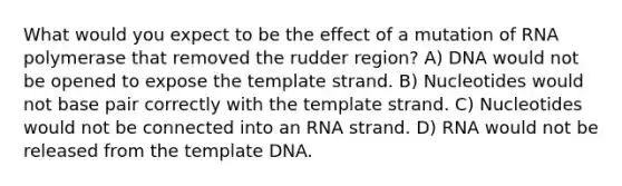 What would you expect to be the effect of a mutation of RNA polymerase that removed the rudder region? A) DNA would not be opened to expose the template strand. B) Nucleotides would not base pair correctly with the template strand. C) Nucleotides would not be connected into an RNA strand. D) RNA would not be released from the template DNA.