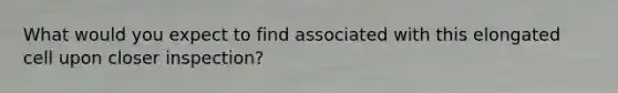 What would you expect to find associated with this elongated cell upon closer inspection?