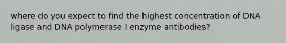 where do you expect to find the highest concentration of DNA ligase and DNA polymerase I enzyme antibodies?