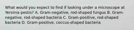 What would you expect to find if looking under a microscope at Yersinia pestis? A. Gram-negative, rod-shaped fungus B. Gram-negative, rod-shaped bacteria C. Gram-positive, rod-shaped bacteria D. Gram-positive, coccus-shaped bacteria