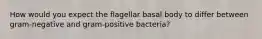 How would you expect the flagellar basal body to differ between gram-negative and gram-positive bacteria?