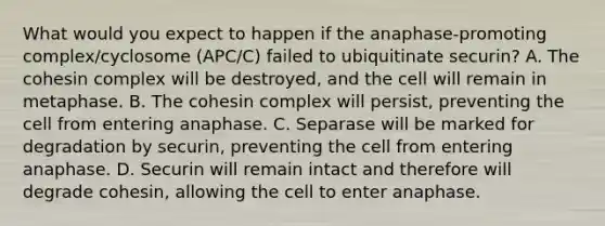 What would you expect to happen if the anaphase-promoting complex/cyclosome (APC/C) failed to ubiquitinate securin? A. The cohesin complex will be destroyed, and the cell will remain in metaphase. B. The cohesin complex will persist, preventing the cell from entering anaphase. C. Separase will be marked for degradation by securin, preventing the cell from entering anaphase. D. Securin will remain intact and therefore will degrade cohesin, allowing the cell to enter anaphase.