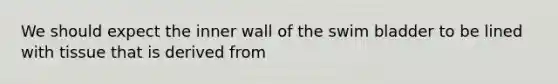 We should expect the inner wall of the swim bladder to be lined with tissue that is derived from