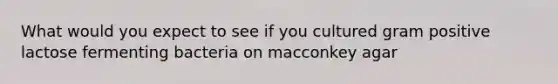 What would you expect to see if you cultured gram positive lactose fermenting bacteria on macconkey agar