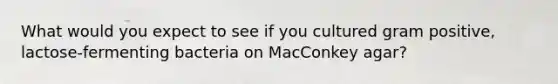 What would you expect to see if you cultured gram positive, lactose-fermenting bacteria on MacConkey agar?