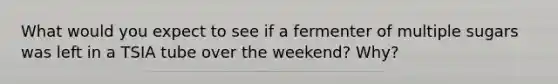 What would you expect to see if a fermenter of multiple sugars was left in a TSIA tube over the weekend? Why?