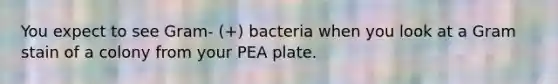 You expect to see Gram- (+) bacteria when you look at a Gram stain of a colony from your PEA plate.