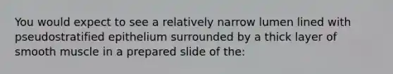 You would expect to see a relatively narrow lumen lined with pseudostratified epithelium surrounded by a thick layer of smooth muscle in a prepared slide of the: