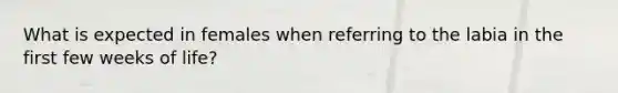 What is expected in females when referring to the labia in the first few weeks of life?