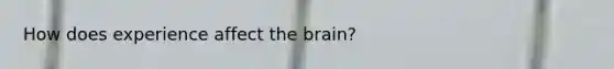 How does experience affect the brain?