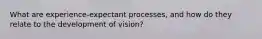 What are experience-expectant processes, and how do they relate to the development of vision?