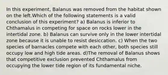 In this experiment, Balanus was removed from the habitat shown on the left.Which of the following statements is a valid conclusion of this experiment? a) Balanus is inferior to Chthamalus in competing for space on rocks lower in the intertidal zone. b) Balanus can survive only in the lower intertidal zone because it is unable to resist desiccation. c) When the two species of barnacles compete with each other, both species still occupy low and high tide areas. d)The removal of Balanus shows that competitive exclusion prevented Chthamalus from occupying the lower tide region of its fundamental niche.