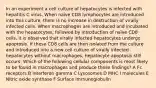 In an experiment a cell culture of hepatocytes is infected with hepatitis C virus. When naïve CD8 lymphocytes are introduced into this culture, there is no increase in destruction of virally infected cells. When macrophages are introduced and incubated with the hepatocytes, followed by introduction of naïve CD8 cells, it is observed that virally infected hepatocytes undergo apoptosis. If these CD8 cells are then isolated from the culture and introduced into a new cell culture of virally infected hepatocytes without macrophages, hepatocyte apoptosis still occurs. Which of the following cellular components is most likely to be found in macrophages and produce these findings? A Fc receptors B Interferon gamma C Lysosomes D MHC I molecules E Nitric oxide synthase F Surface immunoglobulin