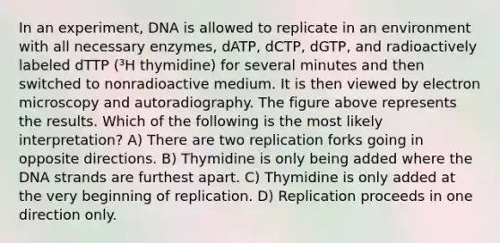 In an experiment, DNA is allowed to replicate in an environment with all necessary enzymes, dATP, dCTP, dGTP, and radioactively labeled dTTP (³H thymidine) for several minutes and then switched to nonradioactive medium. It is then viewed by electron microscopy and autoradiography. The figure above represents the results. Which of the following is the most likely interpretation? A) There are two replication forks going in opposite directions. B) Thymidine is only being added where the DNA strands are furthest apart. C) Thymidine is only added at the very beginning of replication. D) Replication proceeds in one direction only.