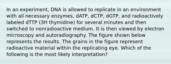 In an experiment, DNA is allowed to replicate in an environment with all necessary enzymes, dATP, dCTP, dGTP, and radioactively labeled dTTP (3H thymidine) for several minutes and then switched to nonradioactive medium. It is then viewed by electron microscopy and autoradiography. The figure shown below represents the results. The grains in the figure represent radioactive material within the replicating eye. Which of the following is the most likely interpretation?