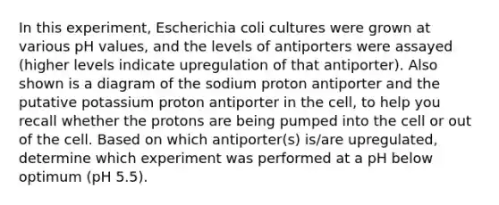 In this experiment, Escherichia coli cultures were grown at various pH values, and the levels of antiporters were assayed (higher levels indicate upregulation of that antiporter). Also shown is a diagram of the sodium proton antiporter and the putative potassium proton antiporter in the cell, to help you recall whether the protons are being pumped into the cell or out of the cell. Based on which antiporter(s) is/are upregulated, determine which experiment was performed at a pH below optimum (pH 5.5).