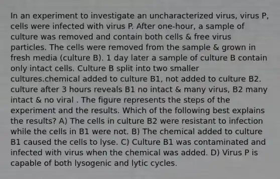 In an experiment to investigate an uncharacterized virus, virus P, cells were infected with virus P. After one-hour, a sample of culture was removed and contain both cells & free virus particles. The cells were removed from the sample & grown in fresh media (culture B). 1 day later a sample of culture B contain only intact cells. Culture B split into two smaller cultures.chemical added to culture B1, not added to culture B2. culture after 3 hours reveals B1 no intact & many virus, B2 many intact & no viral . The figure represents the steps of the experiment and the results. Which of the following best explains the results? A) The cells in culture B2 were resistant to infection while the cells in B1 were not. B) The chemical added to culture B1 caused the cells to lyse. C) Culture B1 was contaminated and infected with virus when the chemical was added. D) Virus P is capable of both lysogenic and lytic cycles.