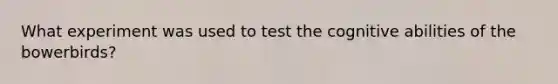 What experiment was used to test the cognitive abilities of the bowerbirds?