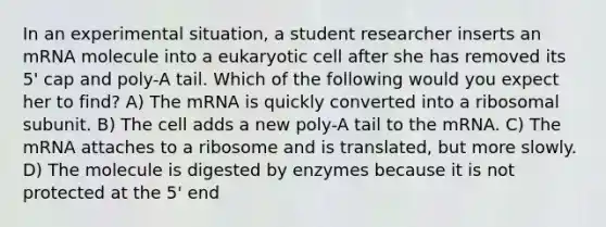 In an experimental situation, a student researcher inserts an mRNA molecule into a eukaryotic cell after she has removed its 5' cap and poly-A tail. Which of the following would you expect her to find? A) The mRNA is quickly converted into a ribosomal subunit. B) The cell adds a new poly-A tail to the mRNA. C) The mRNA attaches to a ribosome and is translated, but more slowly. D) The molecule is digested by enzymes because it is not protected at the 5' end