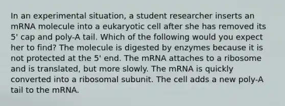 In an experimental situation, a student researcher inserts an mRNA molecule into a eukaryotic cell after she has removed its 5' cap and poly-A tail. Which of the following would you expect her to find? The molecule is digested by enzymes because it is not protected at the 5' end. The mRNA attaches to a ribosome and is translated, but more slowly. The mRNA is quickly converted into a ribosomal subunit. The cell adds a new poly-A tail to the mRNA.