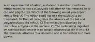 In an experimental situation, a student researcher inserts an mRNA molecule into a eukaryotic cell after he has removed its 5' cap and poly(A) tail. Which of the following would you expect him to find? A) The mRNA could not exit the nucleus to be translated. B) The cell recognizes the absence of the tail and polyadenylates the mRNA. C) The molecule is digested by restriction enzymes in the nucleus. D) The molecule is digested by exonucleases since it is no longer protected at the 5' end. E) The molecule attaches to a ribosome and is translated, but more slowly.