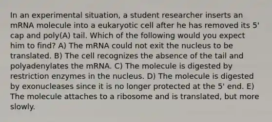 In an experimental situation, a student researcher inserts an mRNA molecule into a eukaryotic cell after he has removed its 5' cap and poly(A) tail. Which of the following would you expect him to find? A) The mRNA could not exit the nucleus to be translated. B) The cell recognizes the absence of the tail and polyadenylates the mRNA. C) The molecule is digested by restriction enzymes in the nucleus. D) The molecule is digested by exonucleases since it is no longer protected at the 5' end. E) The molecule attaches to a ribosome and is translated, but more slowly.