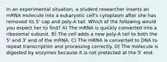 In an experimental situation, a student researcher inserts an mRNA molecule into a eukaryotic cell's cytoplasm after she has removed its 5' cap and poly-A tail. Which of the following would you expect her to find? A) The mRNA is quickly converted into a ribosomal subunit. B) The cell adds a new poly-A tail to both the 5' and 3' end of the mRNA. C) The mRNA is converted to DNA to repeat transcription and processing correctly. D) The molecule is digested by enzymes because it is not protected at the 5' end.