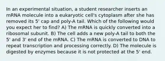 In an experimental situation, a student researcher inserts an mRNA molecule into a eukaryotic cell's cytoplasm after she has removed its 5' cap and poly-A tail. Which of the following would you expect her to find? A) The mRNA is quickly converted into a ribosomal subunit. B) The cell adds a new poly-A tail to both the 5' and 3' end of the mRNA. C) The mRNA is converted to DNA to repeat transcription and processing correctly. D) The molecule is digested by enzymes because it is not protected at the 5' end.