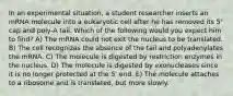 In an experimental situation, a student researcher inserts an mRNA molecule into a eukaryotic cell after he has removed its 5' cap and poly-A tail. Which of the following would you expect him to find? A) The mRNA could not exit the nucleus to be translated. B) The cell recognizes the absence of the tail and polyadenylates the mRNA. C) The molecule is digested by restriction enzymes in the nucleus. D) The molecule is digested by exonucleases since it is no longer protected at the 5' end. E) The molecule attaches to a ribosome and is translated, but more slowly.