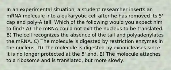 In an experimental situation, a student researcher inserts an mRNA molecule into a eukaryotic cell after he has removed its 5' cap and poly-A tail. Which of the following would you expect him to find? A) The mRNA could not exit the nucleus to be translated. B) The cell recognizes the absence of the tail and polyadenylates the mRNA. C) The molecule is digested by restriction enzymes in the nucleus. D) The molecule is digested by exonucleases since it is no longer protected at the 5' end. E) The molecule attaches to a ribosome and is translated, but more slowly.