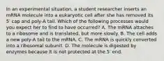 In an experimental situation, a student researcher inserts an mRNA molecule into a eukaryotic cell after she has removed its 5′ cap and poly-A tail. Which of the following processes would you expect her to find to have occurred? A. The mRNA attaches to a ribosome and is translated, but more slowly. B. The cell adds a new poly-A tail to the mRNA. C. The mRNA is quickly converted into a ribosomal subunit. D. The molecule is digested by enzymes because it is not protected at the 5′ end.