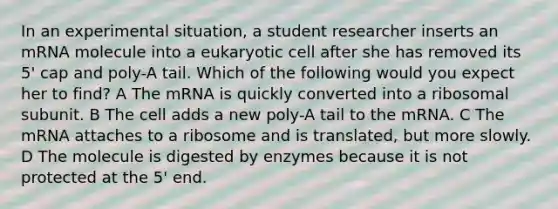 In an experimental situation, a student researcher inserts an mRNA molecule into a eukaryotic cell after she has removed its 5' cap and poly-A tail. Which of the following would you expect her to find? A The mRNA is quickly converted into a ribosomal subunit. B The cell adds a new poly-A tail to the mRNA. C The mRNA attaches to a ribosome and is translated, but more slowly. D The molecule is digested by enzymes because it is not protected at the 5' end.