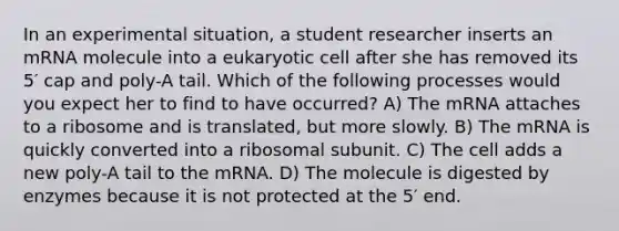 In an experimental situation, a student researcher inserts an mRNA molecule into a eukaryotic cell after she has removed its 5′ cap and poly-A tail. Which of the following processes would you expect her to find to have occurred? A) The mRNA attaches to a ribosome and is translated, but more slowly. B) The mRNA is quickly converted into a ribosomal subunit. C) The cell adds a new poly-A tail to the mRNA. D) The molecule is digested by enzymes because it is not protected at the 5′ end.