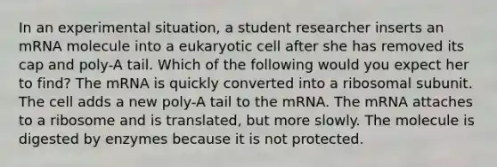 In an experimental situation, a student researcher inserts an mRNA molecule into a eukaryotic cell after she has removed its cap and poly-A tail. Which of the following would you expect her to find? The mRNA is quickly converted into a ribosomal subunit. The cell adds a new poly-A tail to the mRNA. The mRNA attaches to a ribosome and is translated, but more slowly. The molecule is digested by enzymes because it is not protected. ​