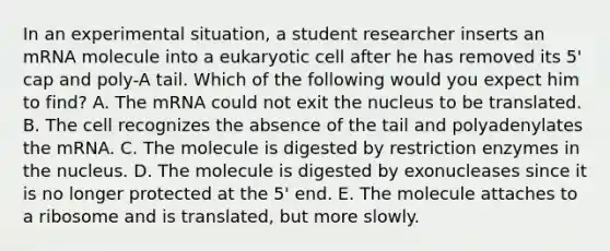 In an experimental situation, a student researcher inserts an mRNA molecule into a eukaryotic cell after he has removed its 5' cap and poly-A tail. Which of the following would you expect him to find? A. The mRNA could not exit the nucleus to be translated. B. The cell recognizes the absence of the tail and polyadenylates the mRNA. C. The molecule is digested by restriction enzymes in the nucleus. D. The molecule is digested by exonucleases since it is no longer protected at the 5' end. E. The molecule attaches to a ribosome and is translated, but more slowly.